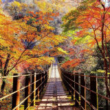 Autumn leaves in Hananuki Valley