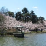 Cherry blossoms at Omiya Park