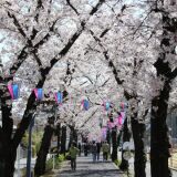 Cherry trees /the Flower and Greenery Promenade