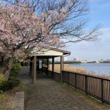 Cherry blossoms at Yatsu-higata Park