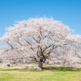 【観光】国営昭和記念公園の桜