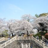 Cherry blossoms at Asukayama Park