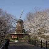 Cherry blossoms at Funabashi Andersen Park