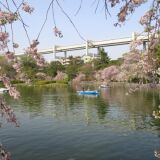 Cherry blossoms in Chiba Park