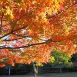 Autumn leaves at Lake Kameyama