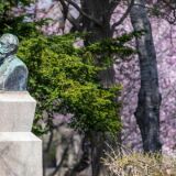 Cherry blossoms at Hokkaido University