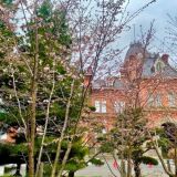 Cherry tree Former Hokkaido Govt Office Building