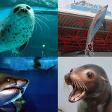 【周辺】しながわ水族館