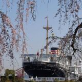 Cherry blossoms at Yamashita Park