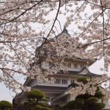 猪之花公园的樱花