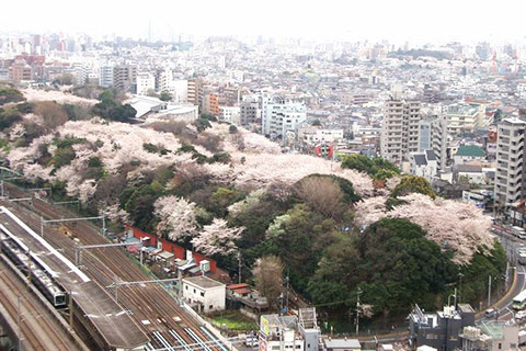 飛鳥山公園