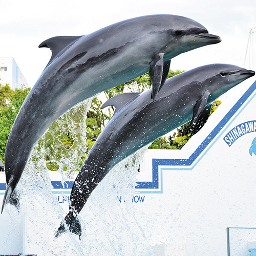 品川水族馆