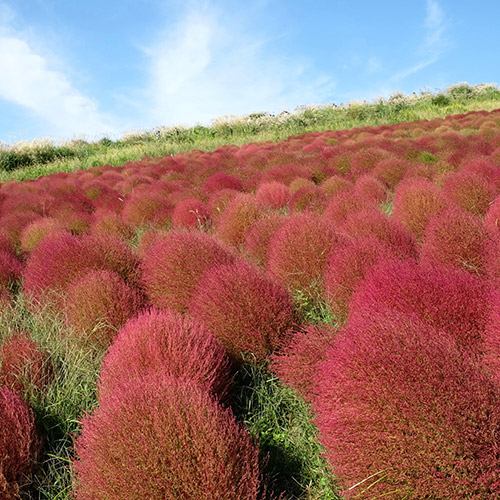 国営ひたち海浜公園