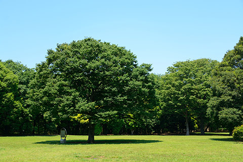 小金井公園