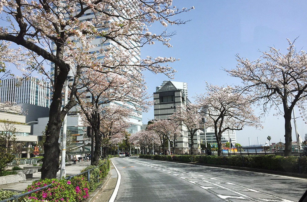 みなとみらいさくら通り