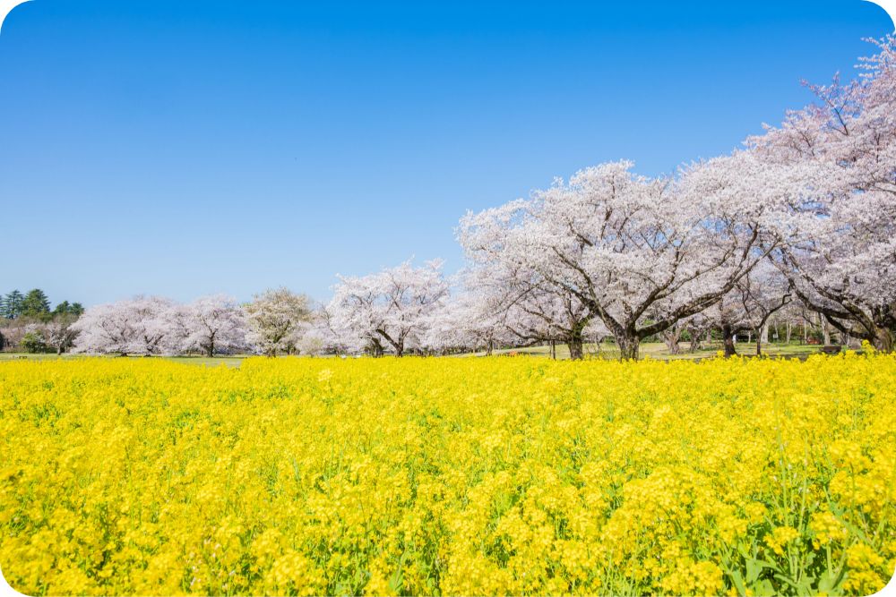 国営昭和記念公園