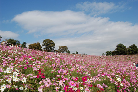 国営昭和記念公園